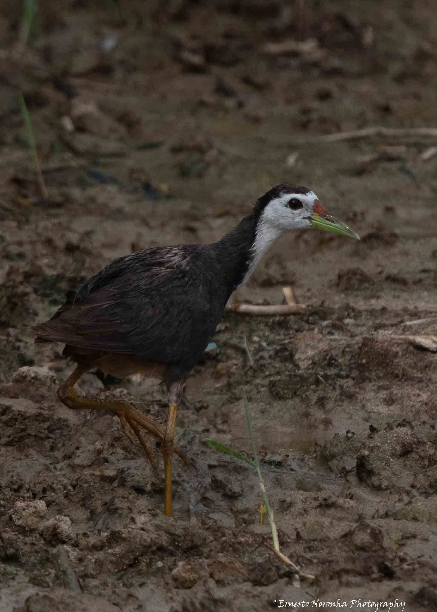 July 2024, behind mess, can be spotted during monsoon